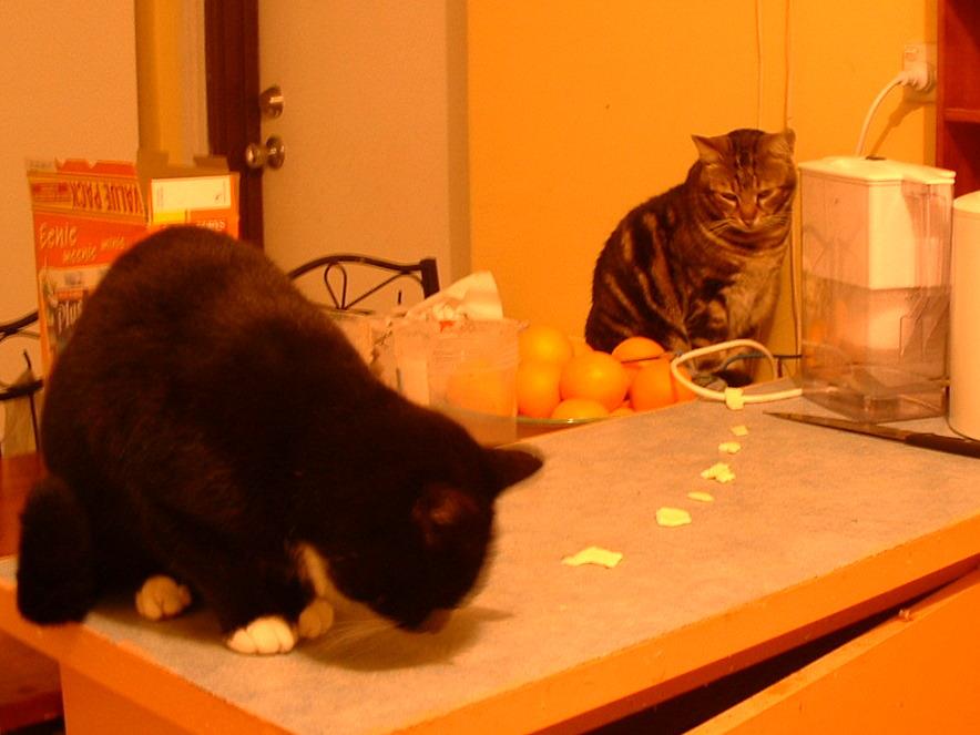 A large black cat with white paws stands on a kitchen counter next to a trail of small cheese slices, while a tabby cat sits nearby in the background watching.